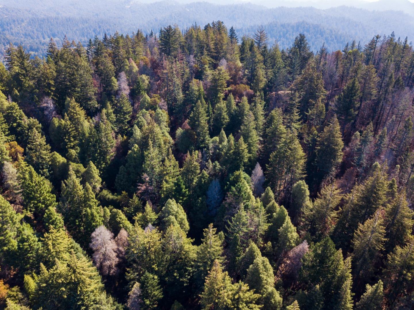 0 Robin Hood Lane, BOULDER CREEK, California 95006, ,Lots And Land,For Sale,Robin Hood Lane,40969579