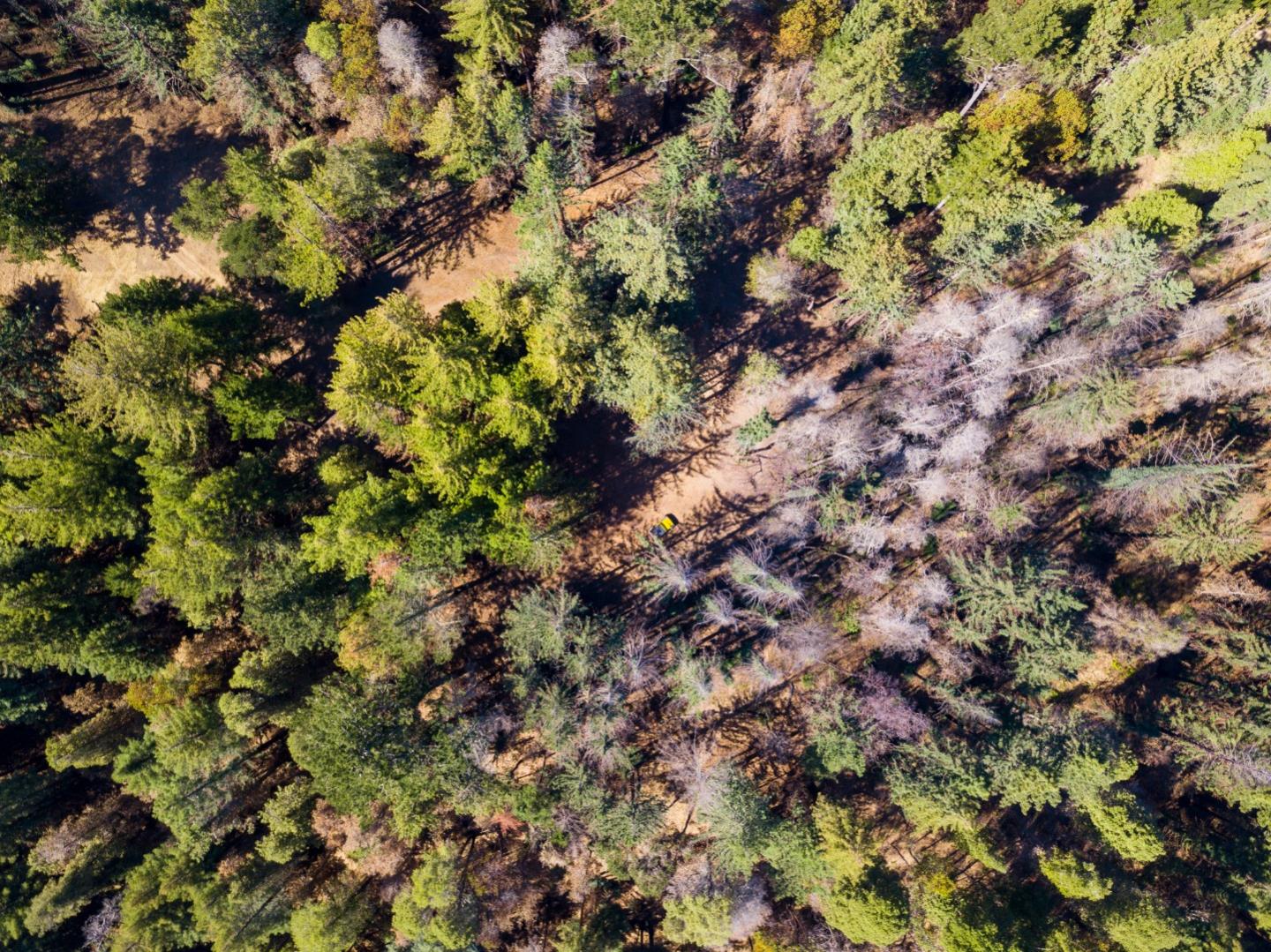 0 Robin Hood Lane, BOULDER CREEK, California 95006, ,Lots And Land,For Sale,Robin Hood Lane,40969579