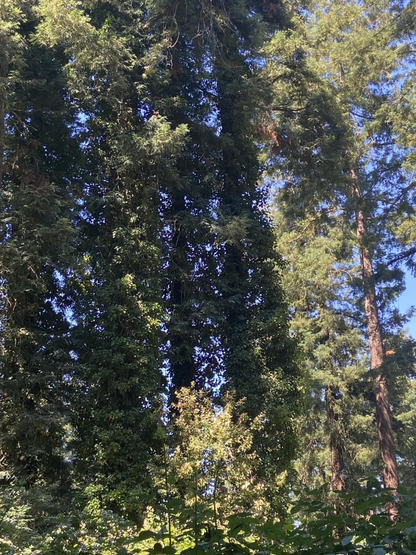 628 Hillcrest Drive, BEN LOMOND, California 95005, ,Lots And Land,For Sale,Hillcrest Drive,40970075