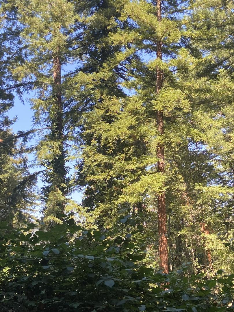 628 Hillcrest Drive, BEN LOMOND, California 95005, ,Lots And Land,For Sale,Hillcrest Drive,40970075