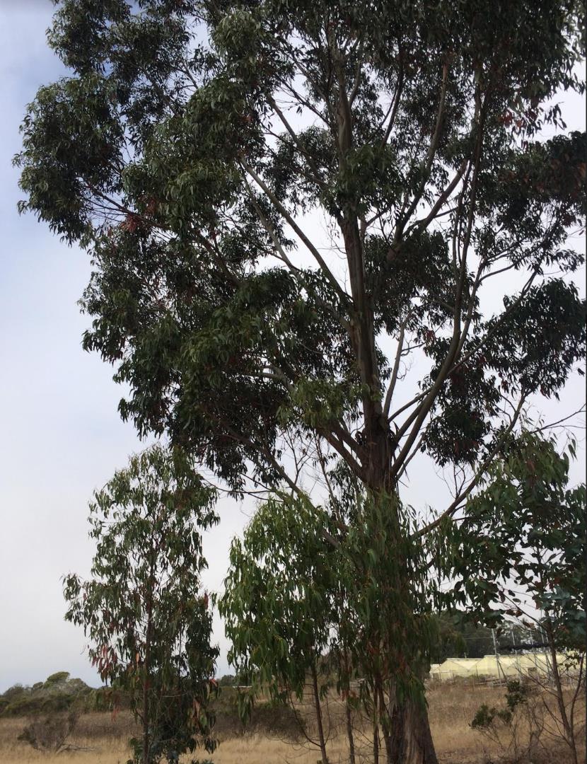 0 Undefined (Van Ness), HALF MOON BAY, California 94019, ,Lots And Land,For Sale,Undefined (Van Ness),40970107