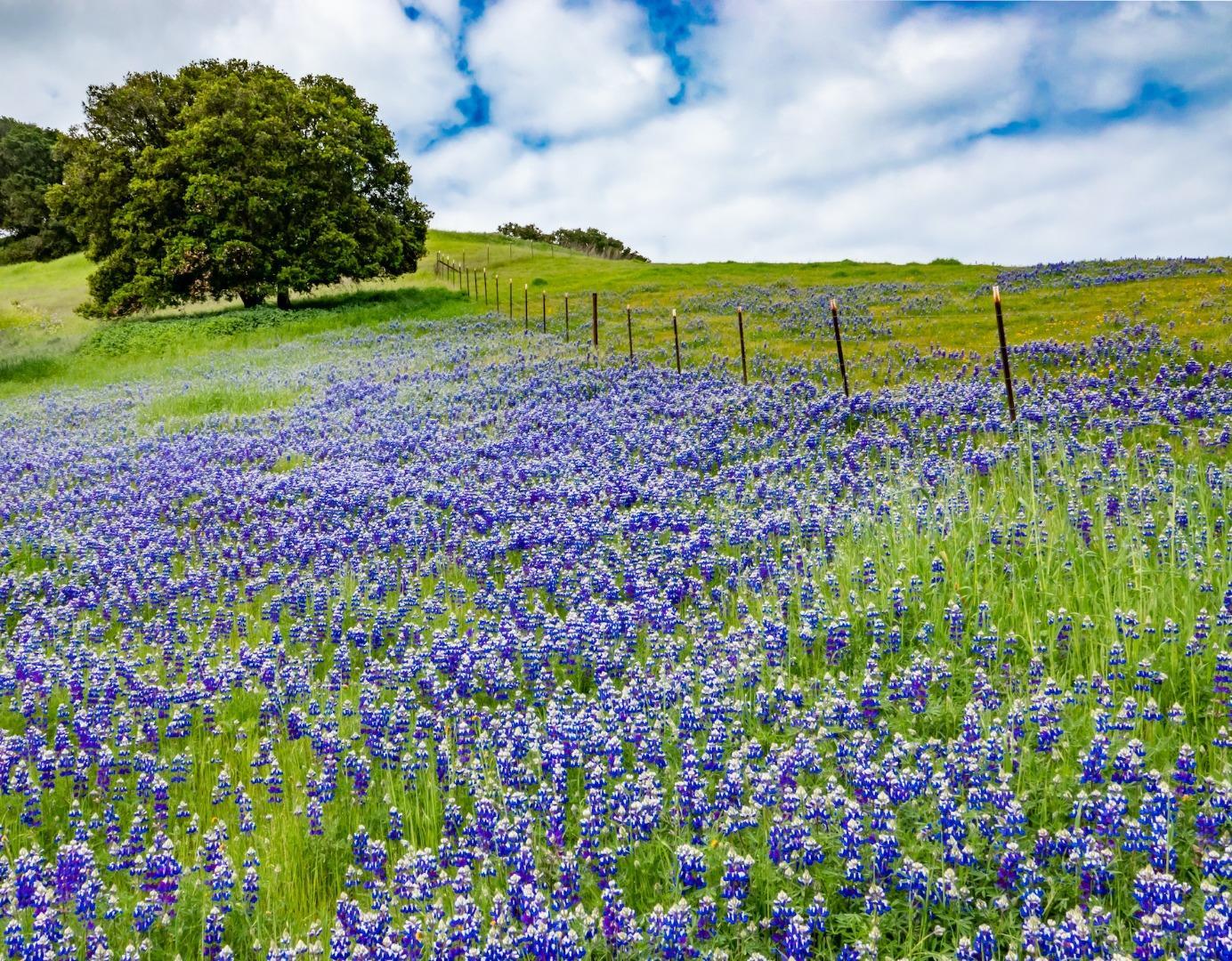 Ferrini Ranch, SALINAS, California 93908, ,Comm Lots And Land,For Sale,Ranch,40970561