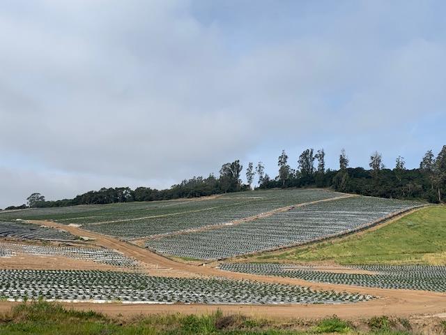 0 Harrington, WATSONVILLE, California 95076, ,Lots And Land,For Sale,Harrington,40970969