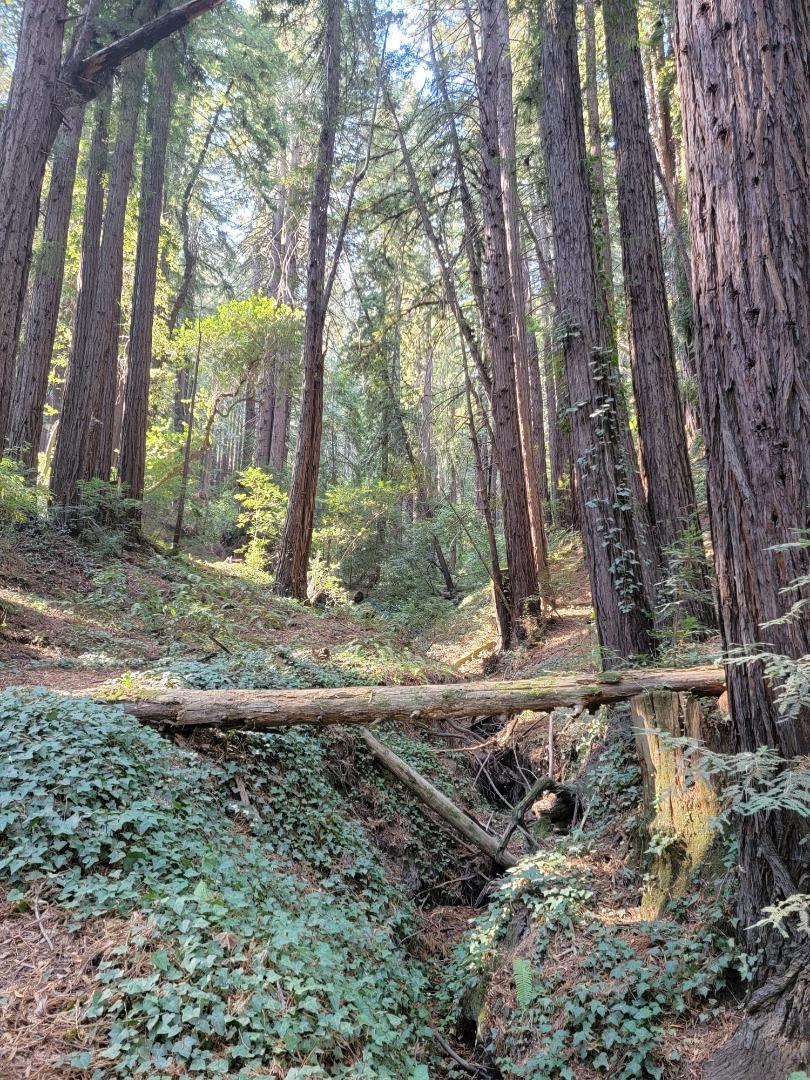 446 Old La Honda, WOODSIDE, California 94062, ,Lots And Land,For Sale,Old La Honda,40971197