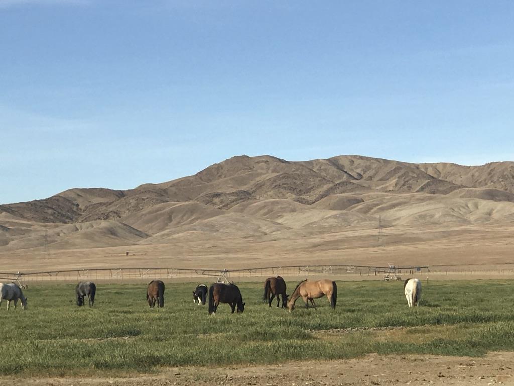 0 Panoche Road Pcl 1 Road, PAICINES, California 95043, ,Lots And Land,For Sale,Panoche Road Pcl 1 Road,40973685