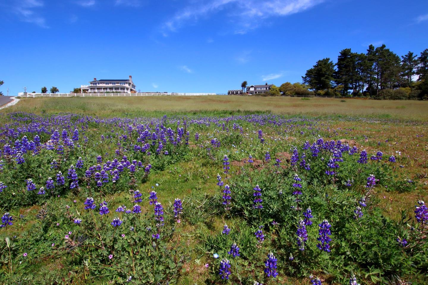 610 Sea View Terrace, WATSONVILLE, California 95076, ,Lots And Land,For Sale,Sea View Terrace,40971608
