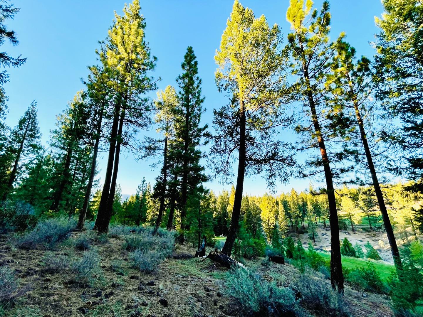 475 Red Sky, CLIO, California 96106, ,Lots And Land,For Sale,Red Sky,40971978