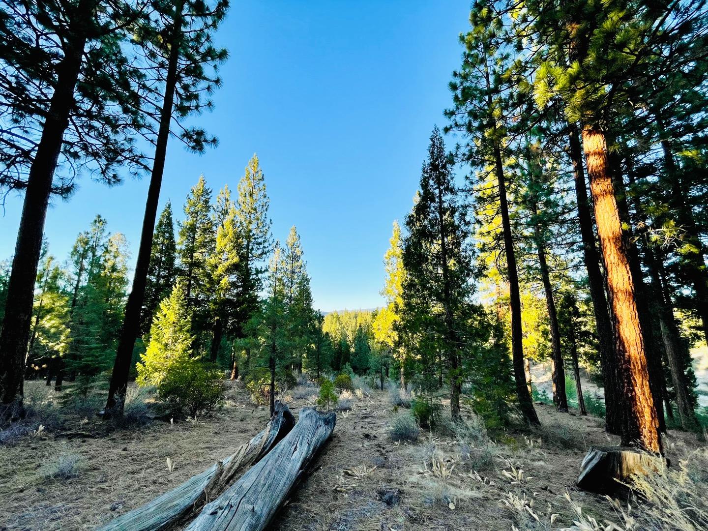 475 Red Sky, CLIO, California 96106, ,Lots And Land,For Sale,Red Sky,40971978