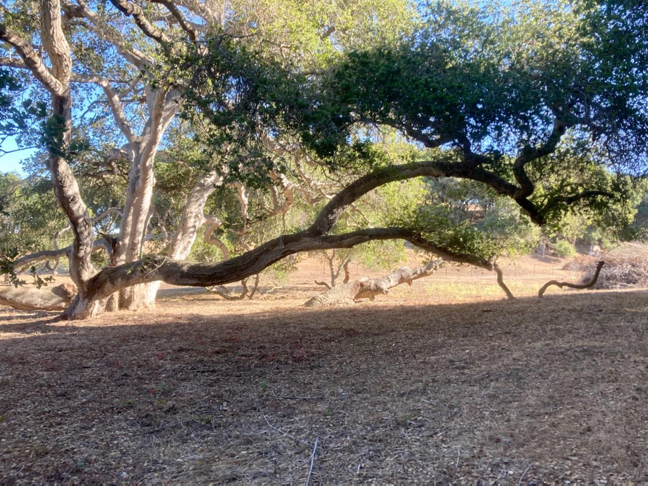 7346 Walker Valley, CASTROVILLE, California 95012, ,Lots And Land,For Sale,Walker Valley,40972309