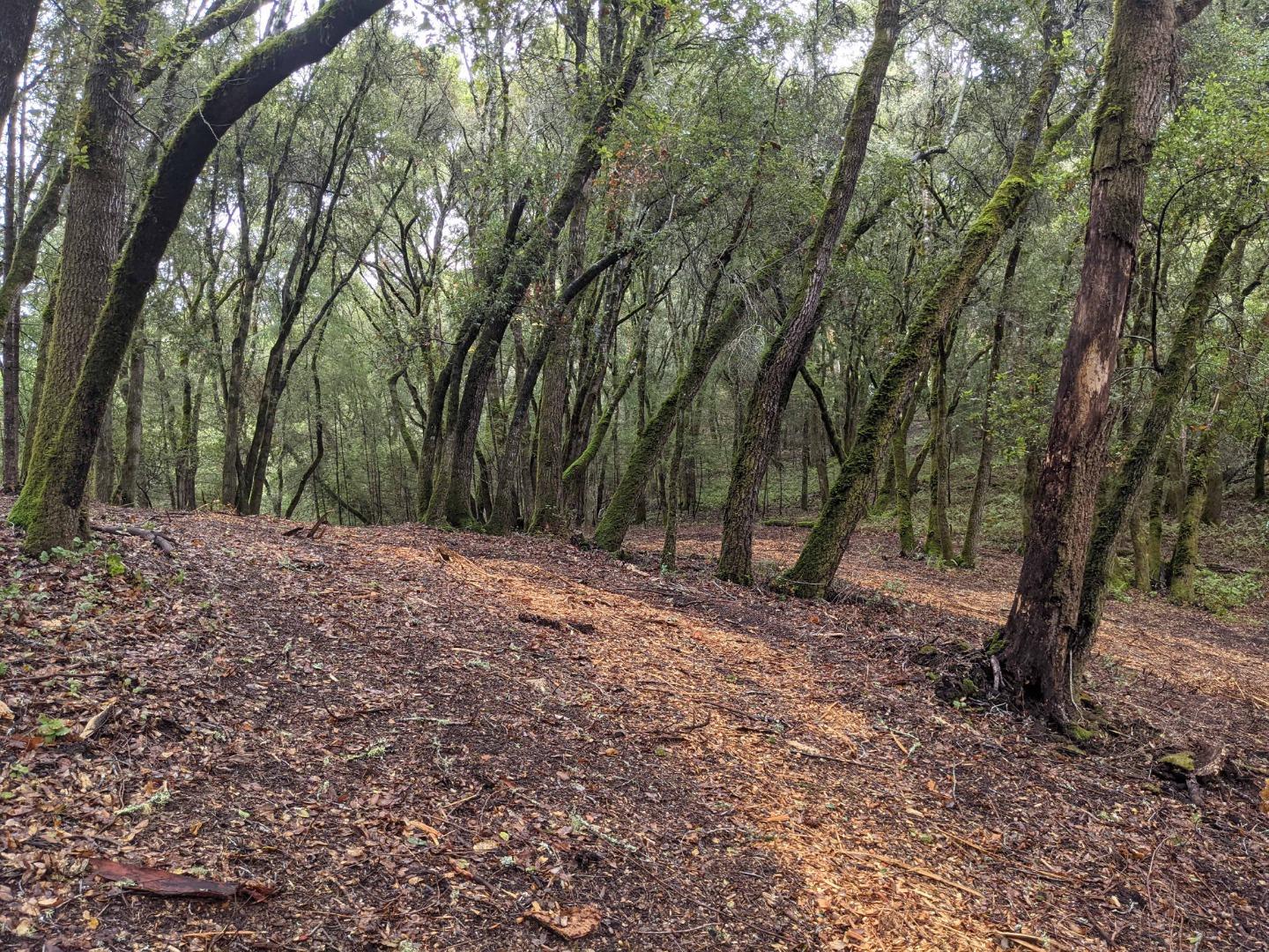 0 Alpine Road, LA HONDA, California 94020, ,Lots And Land,For Sale,Alpine Road,40972900