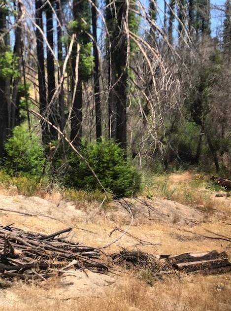 1300 Pinecrest Drive, BOULDER CREEK, California 95006, ,Lots And Land,For Sale,Pinecrest Drive,40973286