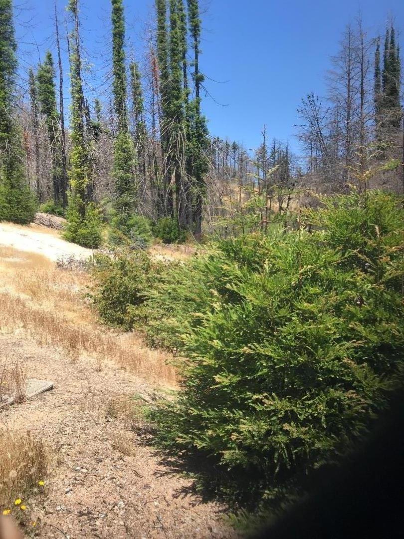 1300 Pinecrest Drive, BOULDER CREEK, California 95006, ,Lots And Land,For Sale,Pinecrest Drive,40973286