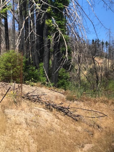 1300 Pinecrest Drive, BOULDER CREEK, California 95006, ,Lots And Land,For Sale,Pinecrest Drive,40973286