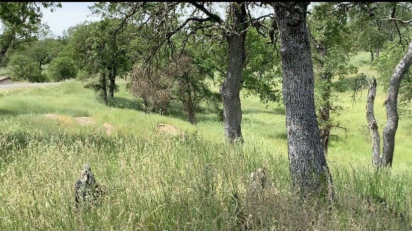 4227 4227 Council Trl, COPPEROPOLIS, California 95228, ,Lots And Land,For Sale,4227 Council Trl,40973297