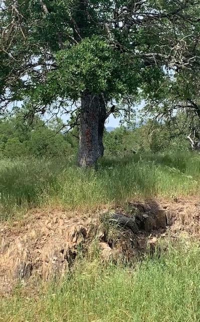 4227 4227 Council Trl, COPPEROPOLIS, California 95228, ,Lots And Land,For Sale,4227 Council Trl,40973297