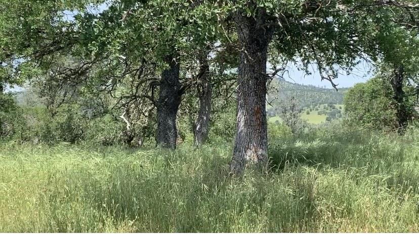 4227 4227 Council Trl, COPPEROPOLIS, California 95228, ,Lots And Land,For Sale,4227 Council Trl,40973297