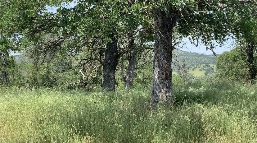 4227 4227 Council Trl, COPPEROPOLIS, California 95228, ,Lots And Land,For Sale,4227 Council Trl,40973297