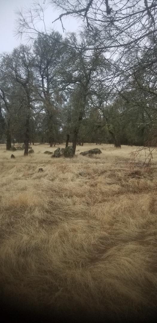 0 Avacado, BANGOR, California 95914, ,Lots And Land,For Sale,Avacado,40973686