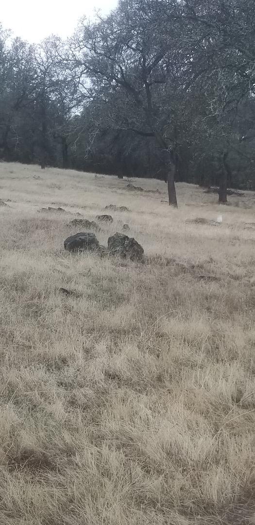0 Avacado, BANGOR, California 95914, ,Lots And Land,For Sale,Avacado,40973686