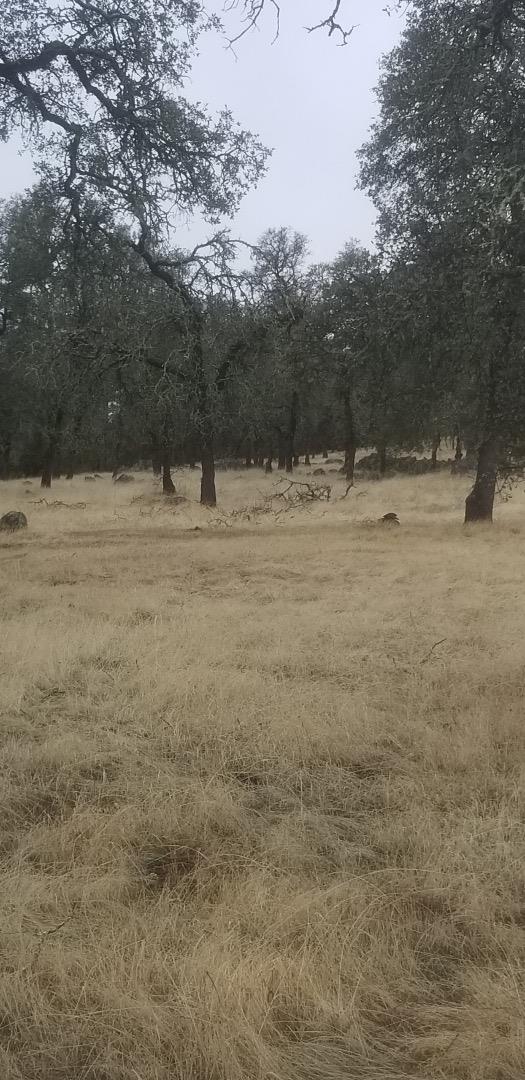 0 Avacado, BANGOR, California 95914, ,Lots And Land,For Sale,Avacado,40973686