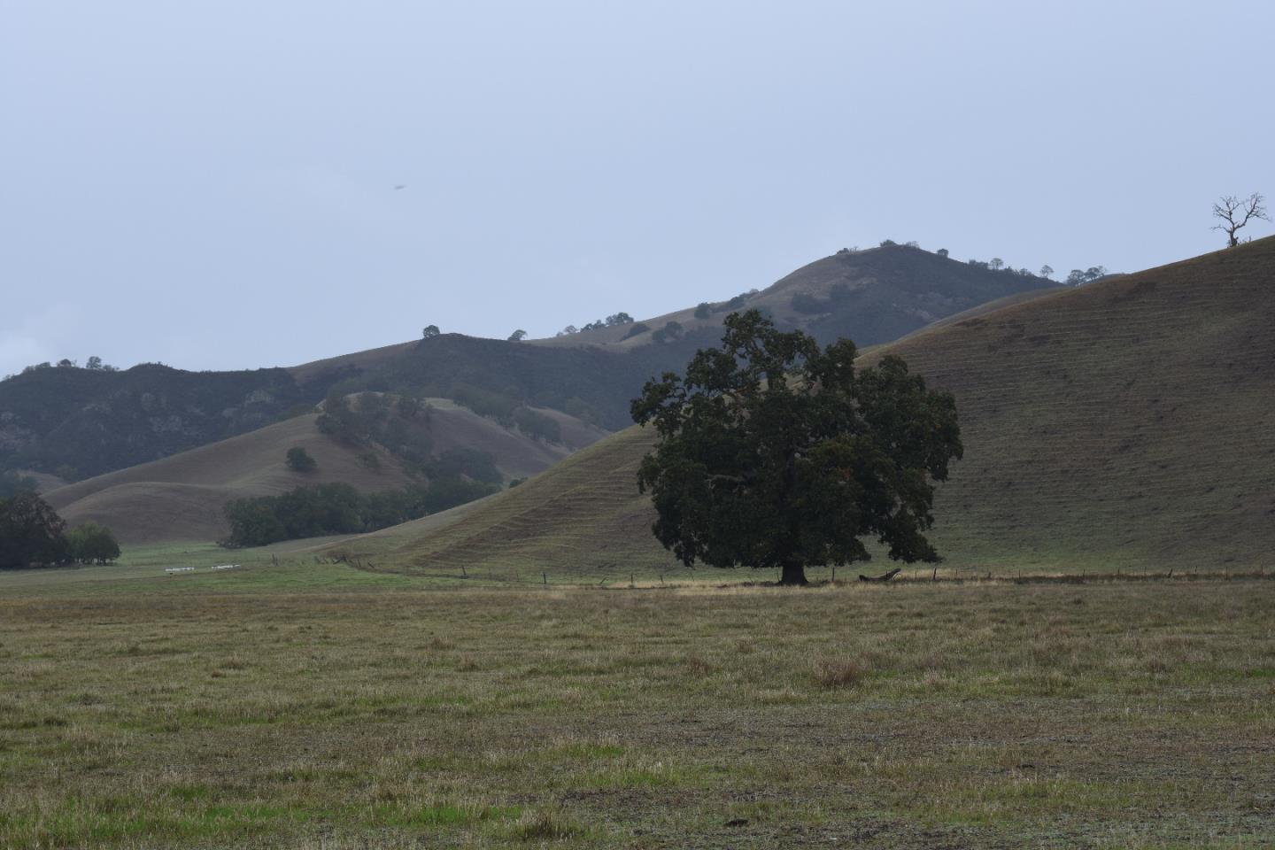 1700 Finley Road, SAN RAMON, California 94583, ,Lots And Land,For Sale,Finley Road,40973687