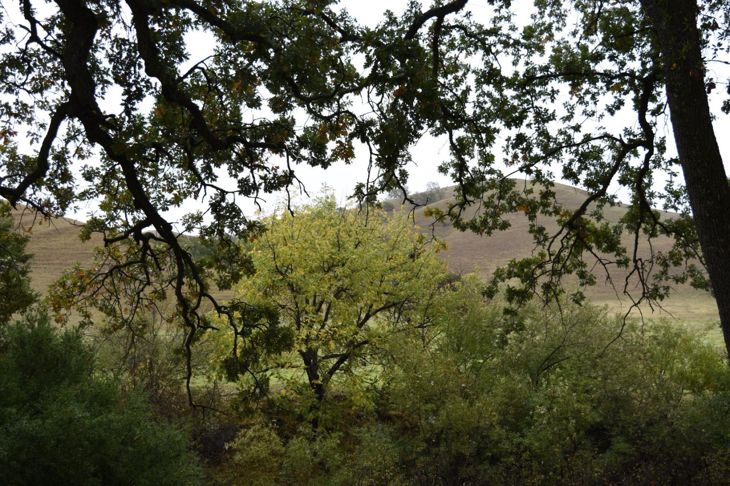1700 Finley Road, SAN RAMON, California 94583, ,Lots And Land,For Sale,Finley Road,40973687