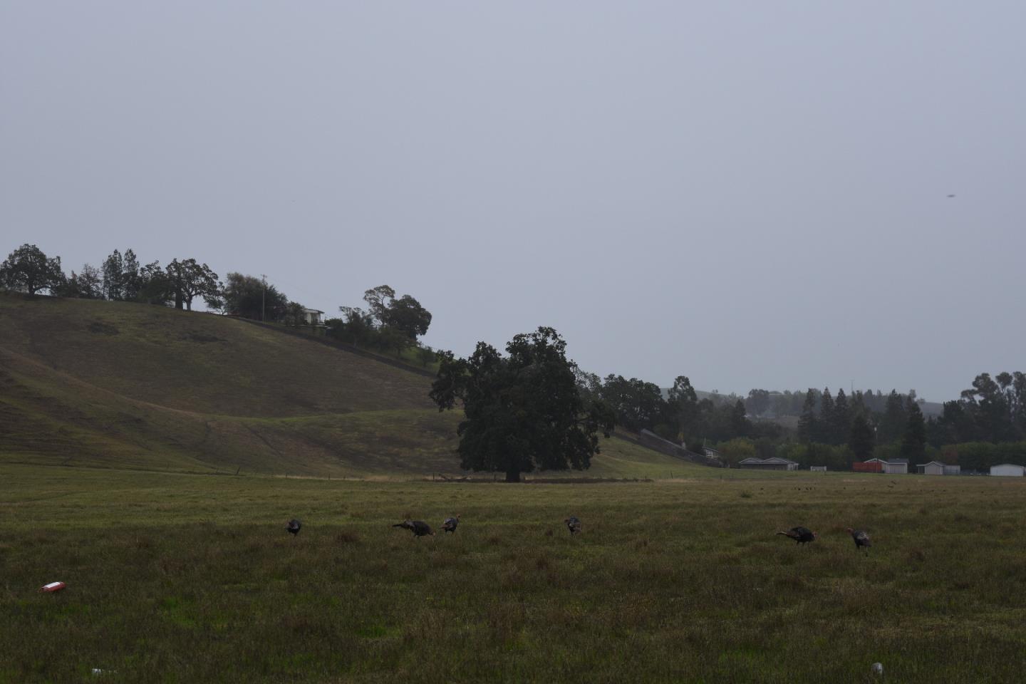 1700 Finley Road, SAN RAMON, California 94583, ,Lots And Land,For Sale,Finley Road,40973687