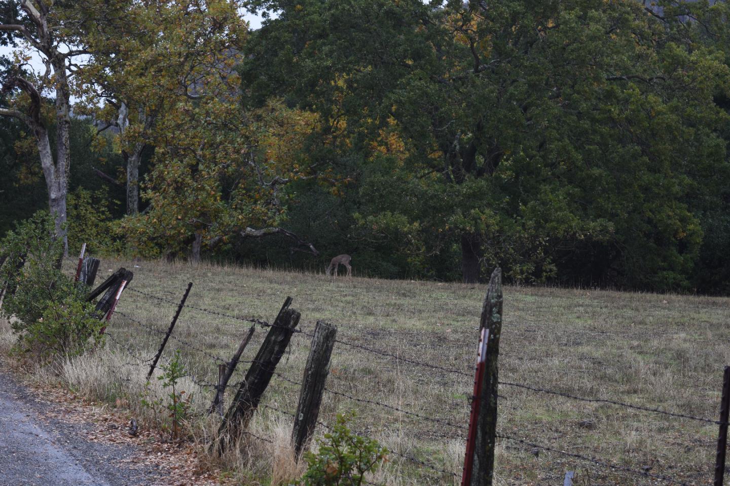 1700 Finley Road, SAN RAMON, California 94583, ,Lots And Land,For Sale,Finley Road,40973687