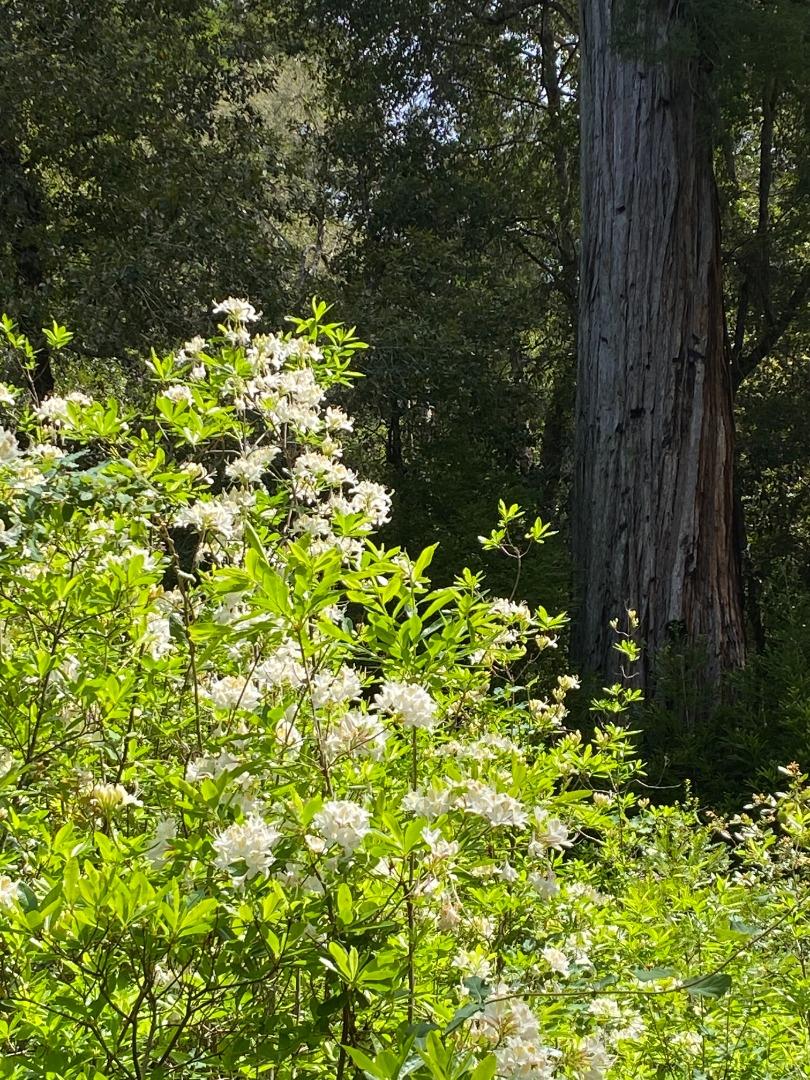00 Brier, BOULDER CREEK, California 95006, ,Lots And Land,For Sale,Brier,40974108