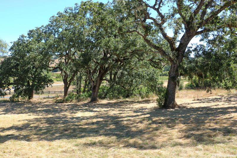 34221 Robinson Canyon Road, CARMEL VALLEY, California 93923, ,Lots And Land,For Sale,Robinson Canyon Road,40974129