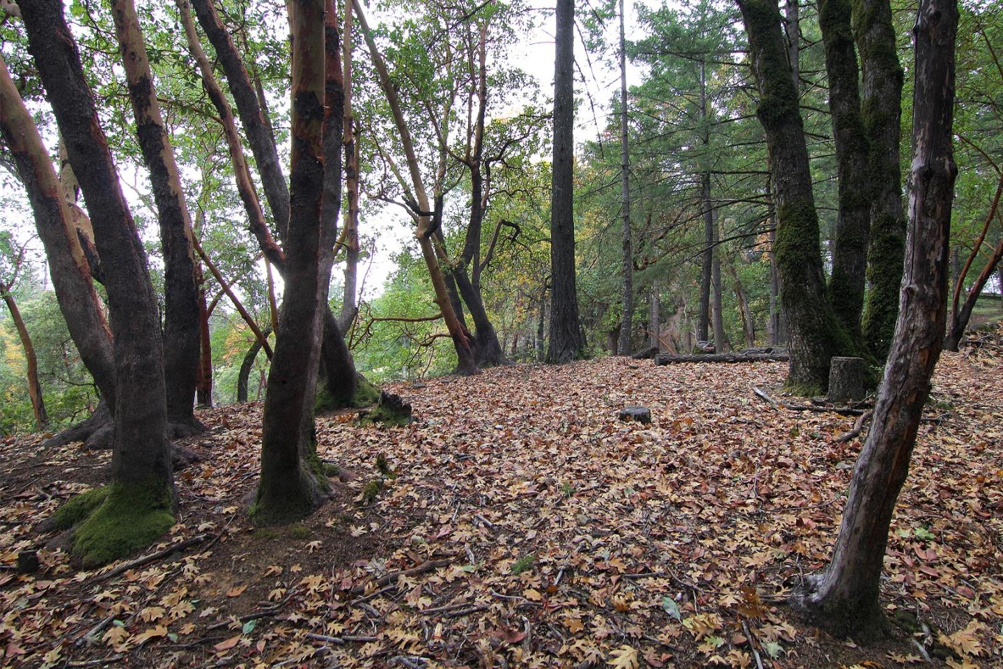 0 Old Vineyard, LOS GATOS, California 95033, ,Lots And Land,For Sale,Old Vineyard,40974813