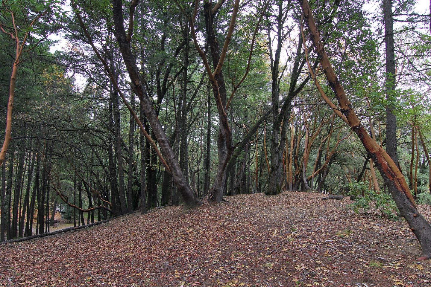 0 Old Vineyard, LOS GATOS, California 95033, ,Lots And Land,For Sale,Old Vineyard,40974813
