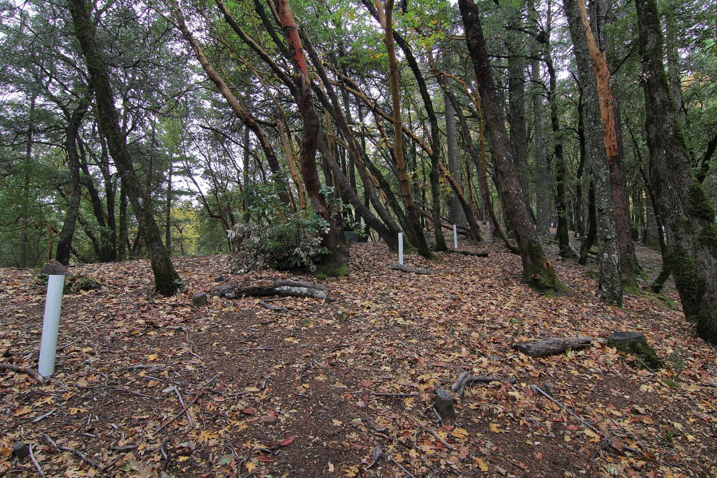0 Old Vineyard, LOS GATOS, California 95033, ,Lots And Land,For Sale,Old Vineyard,40974813