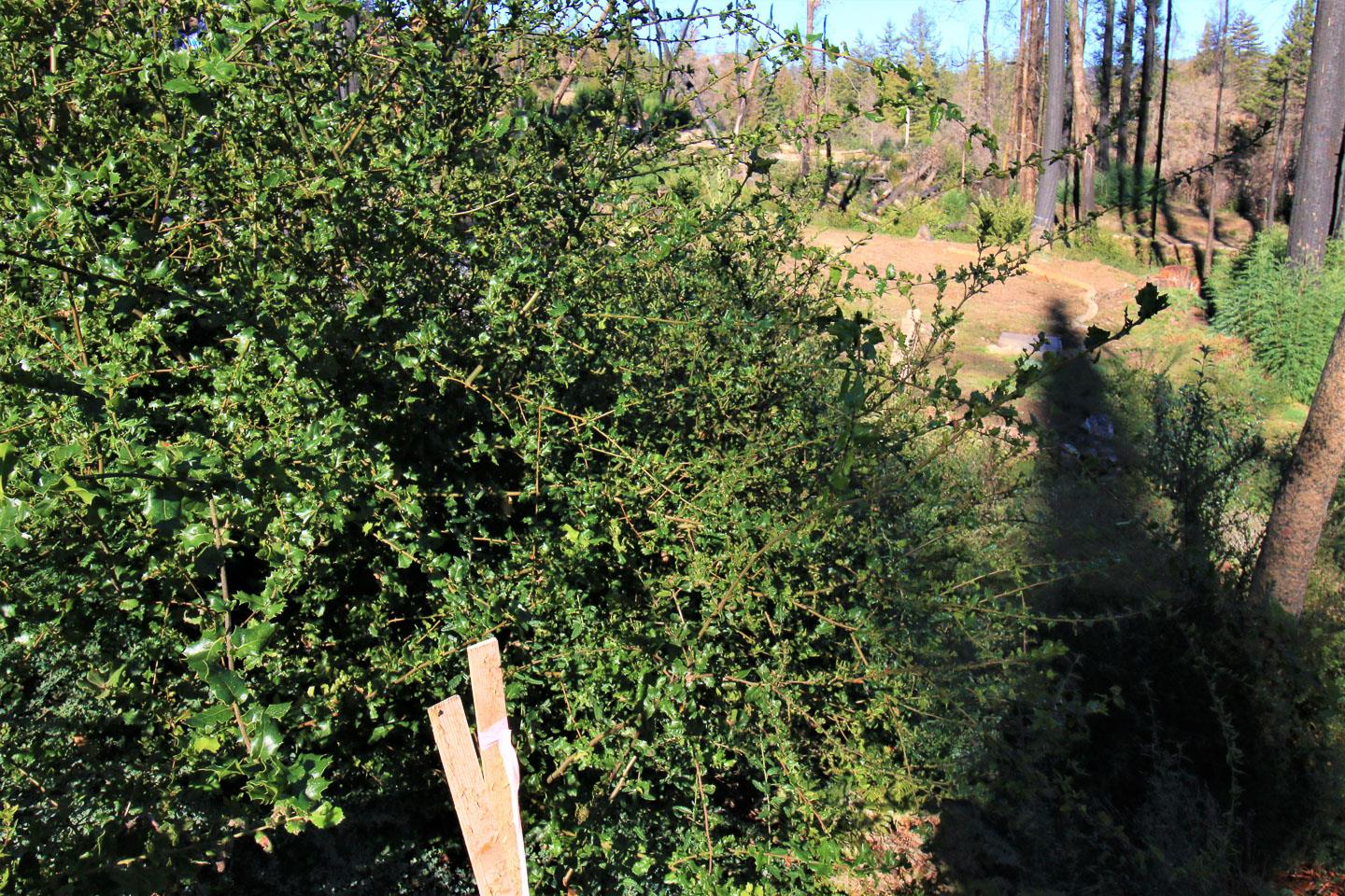 134 Cypress Tree Lane, BOULDER CREEK, California 95006, ,Lots And Land,For Sale,Cypress Tree Lane,40974842