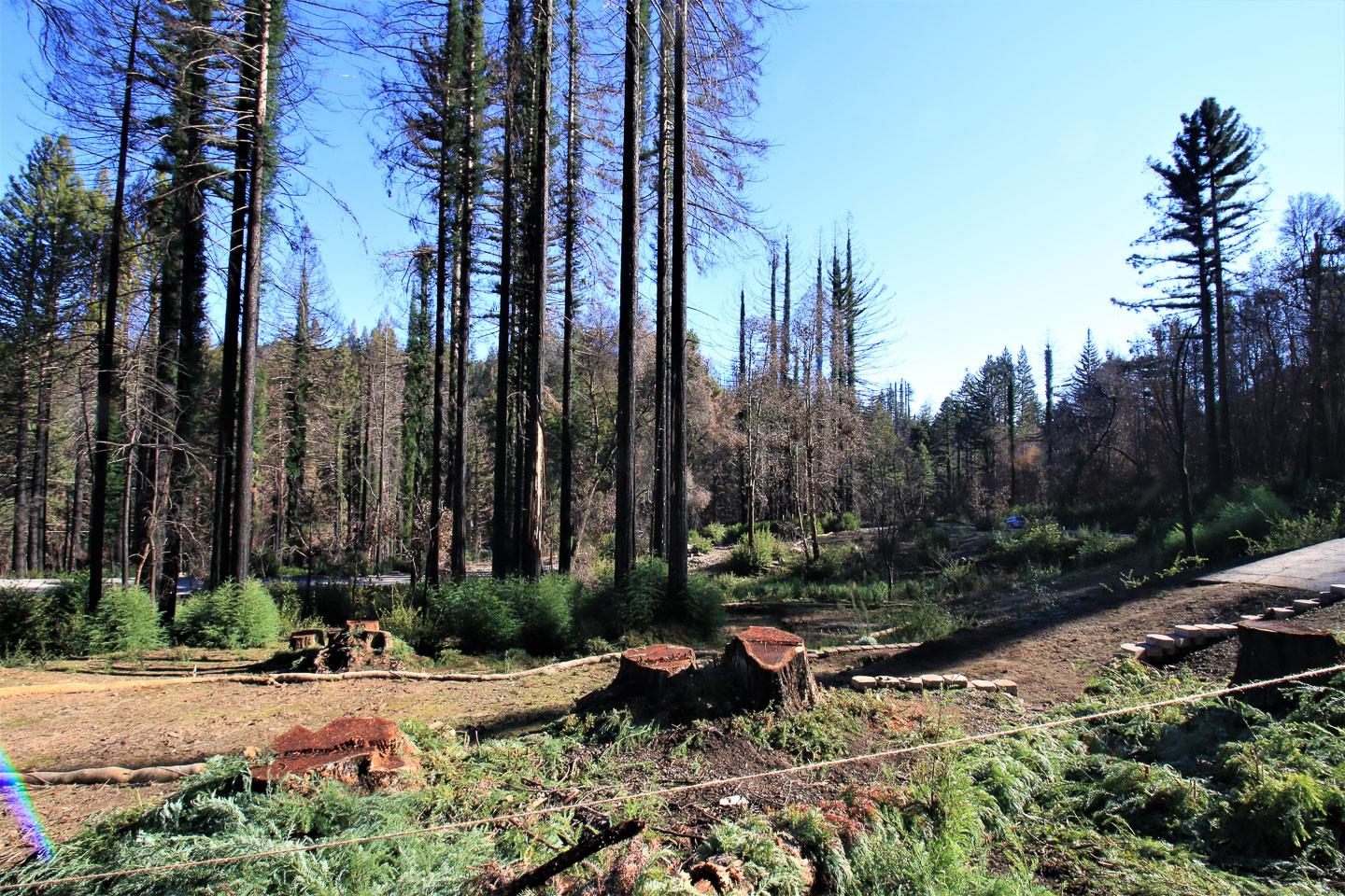 134 Cypress Tree Lane, BOULDER CREEK, California 95006, ,Lots And Land,For Sale,Cypress Tree Lane,40974842
