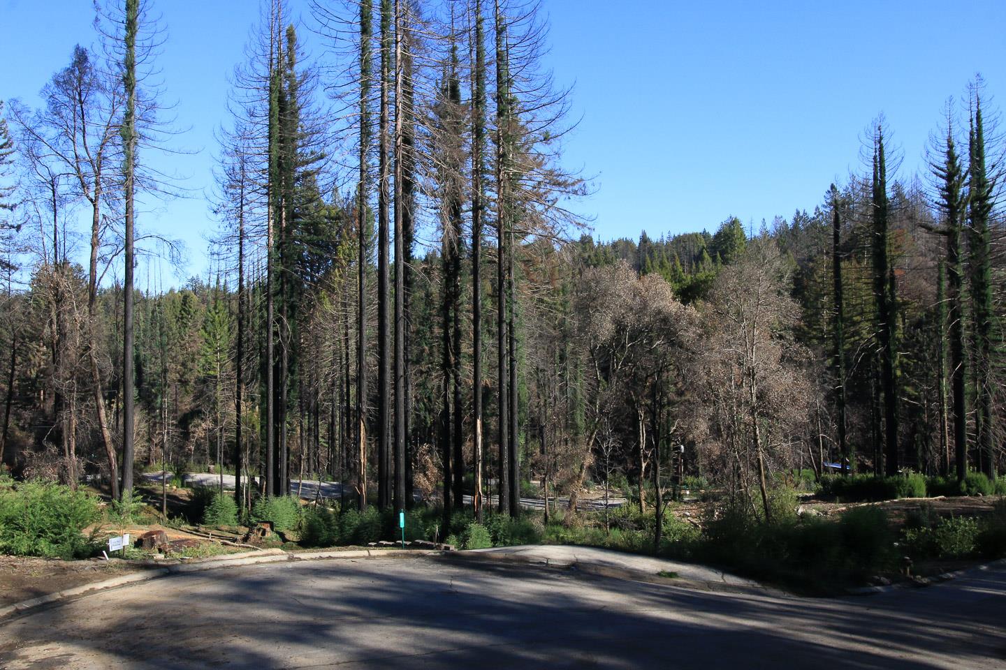 134 Cypress Tree Lane, BOULDER CREEK, California 95006, ,Lots And Land,For Sale,Cypress Tree Lane,40974842