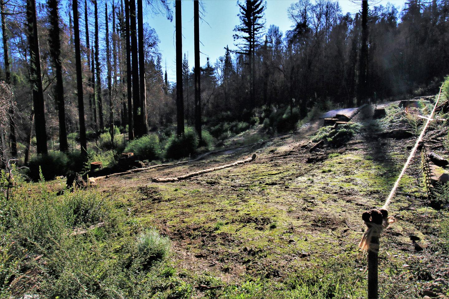 134 Cypress Tree Lane, BOULDER CREEK, California 95006, ,Lots And Land,For Sale,Cypress Tree Lane,40974842