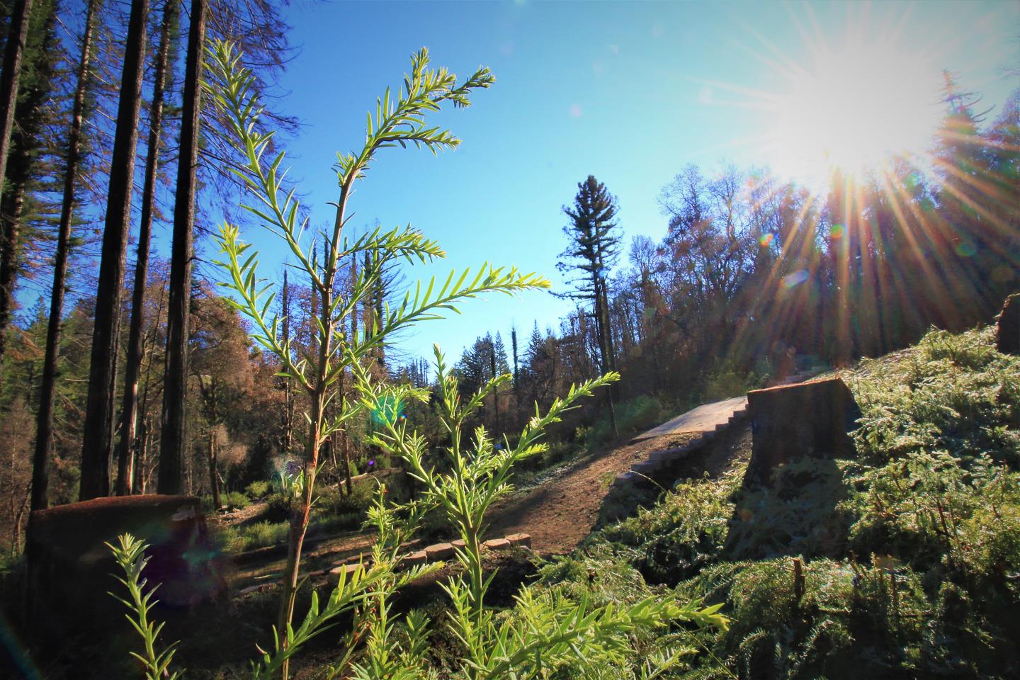 134 Cypress Tree Lane, BOULDER CREEK, California 95006, ,Lots And Land,For Sale,Cypress Tree Lane,40974842
