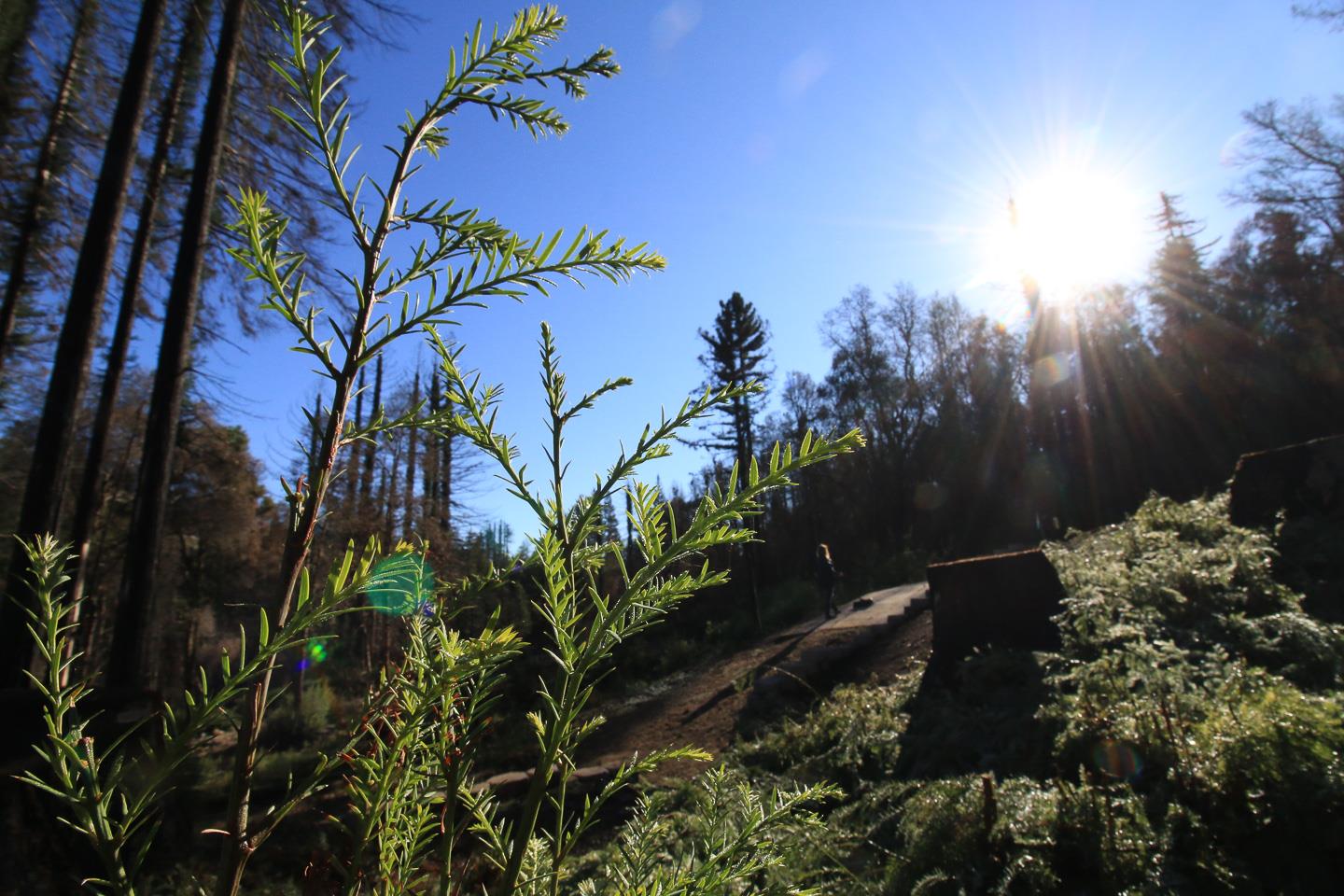 134 Cypress Tree Lane, BOULDER CREEK, California 95006, ,Lots And Land,For Sale,Cypress Tree Lane,40974842