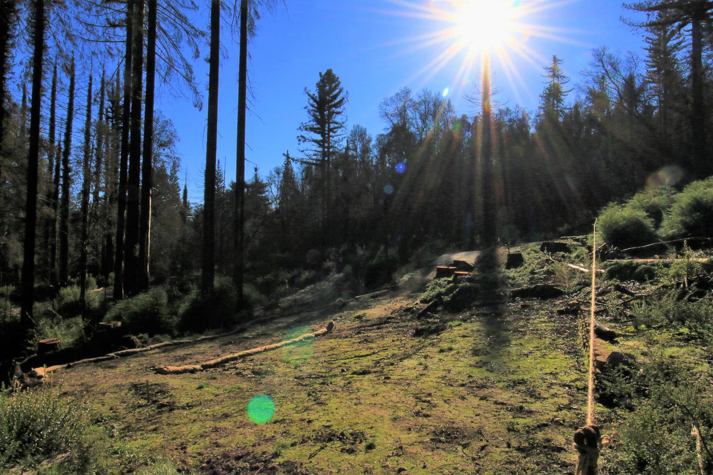 134 Cypress Tree Lane, BOULDER CREEK, California 95006, ,Lots And Land,For Sale,Cypress Tree Lane,40974842