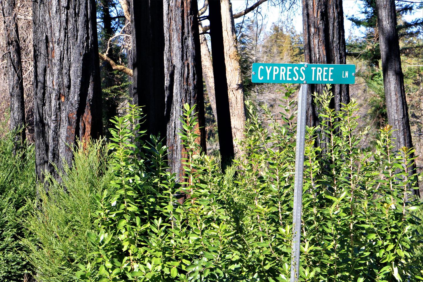 134 Cypress Tree Lane, BOULDER CREEK, California 95006, ,Lots And Land,For Sale,Cypress Tree Lane,40974842