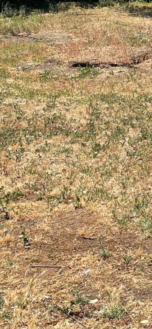 Photo of 0000 Avacado Ave in Bangor, CA