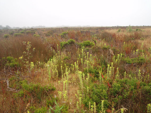 0 Fairview Avenue, HALF MOON BAY, California 94019, ,Lots And Land,For Sale,Fairview Avenue,40966526