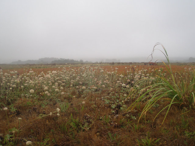 0 Fairview Avenue, HALF MOON BAY, California 94019, ,Lots And Land,For Sale,Fairview Avenue,40966526