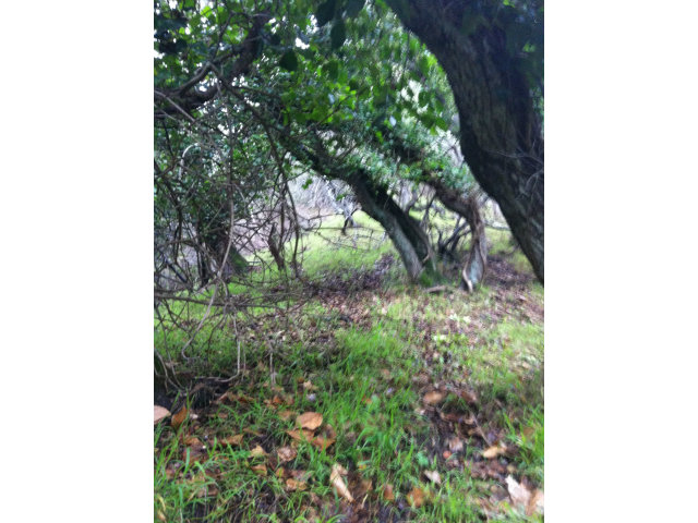 0 San Juan Boulevard, BELMONT, California 94002, ,Lots And Land,For Sale,San Juan Boulevard,40966561