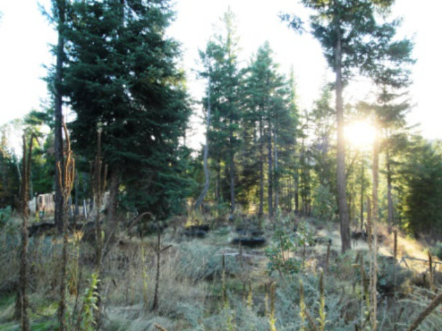 560 Wildwood Lane, HAYFORK, California 96041, ,Lots And Land,For Sale,Wildwood Lane,40966528