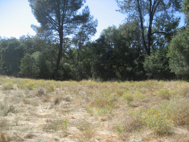 1954 Centennial, ANGELS CAMP, California 95222, ,Lots And Land,For Sale,Centennial,40966509