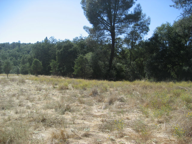 1954 Centennial, ANGELS CAMP, California 95222, ,Lots And Land,For Sale,Centennial,40966509