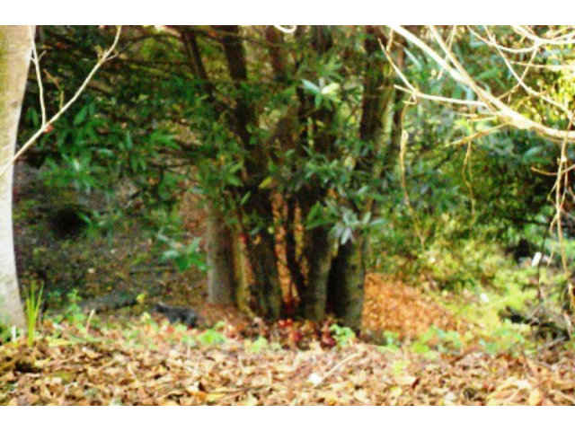 0 SKYLINE Boulevard, OAKLAND, California 94611, ,Lots And Land,For Sale,SKYLINE Boulevard,40966485