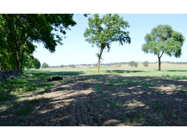 11151 WIMER Road, LINDEN, California 95236, ,Comm Lots And Land,For Sale,WIMER Road,40962756